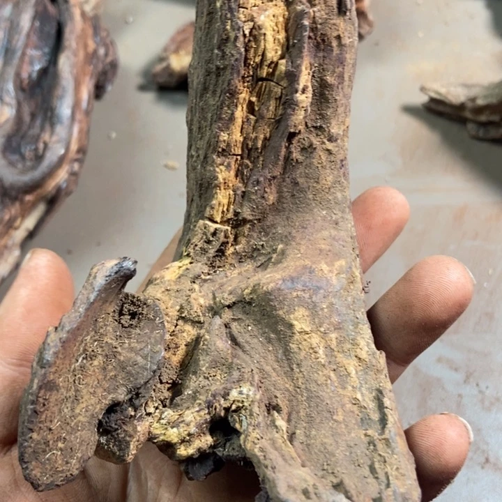 黄花梨/降香黄檀心**水