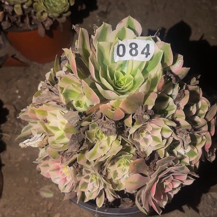084女妖多肉植物不售后