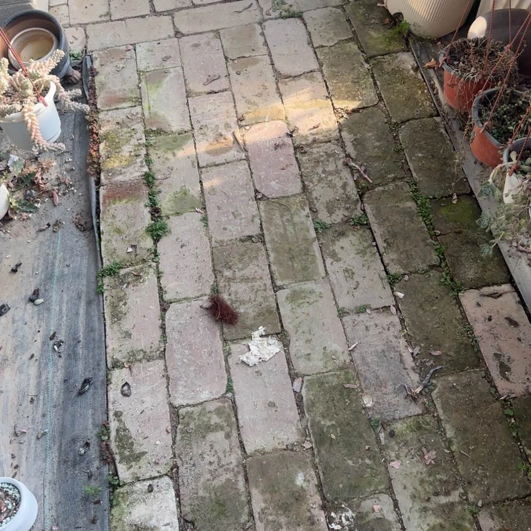 无花朵三袋多肉土