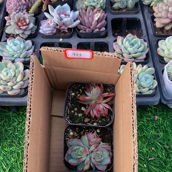 A413惊鸿仙子多肉