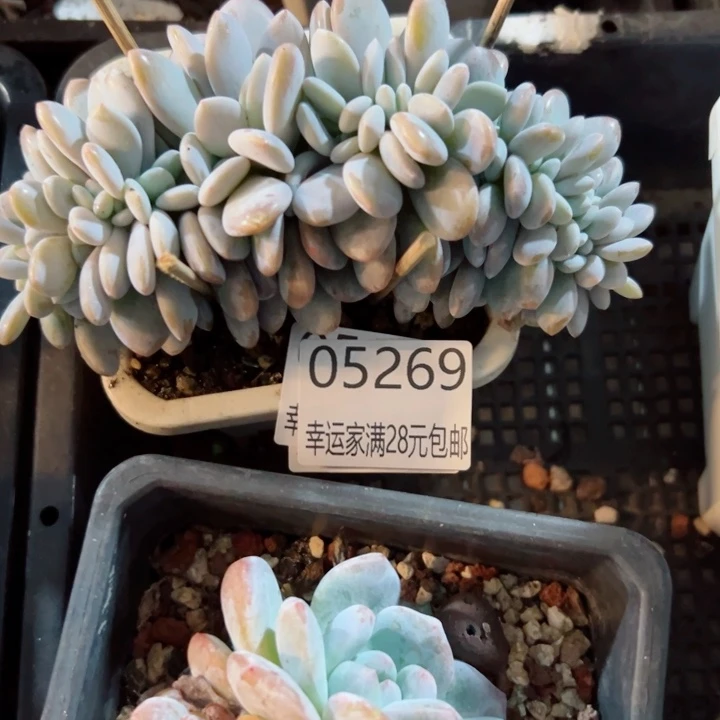 幸运的是我还没遇到过