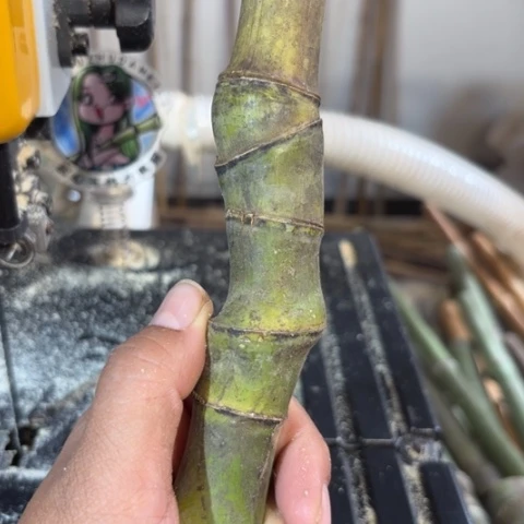 小***点实心竹竹竹竹竹竹竹竹竹子