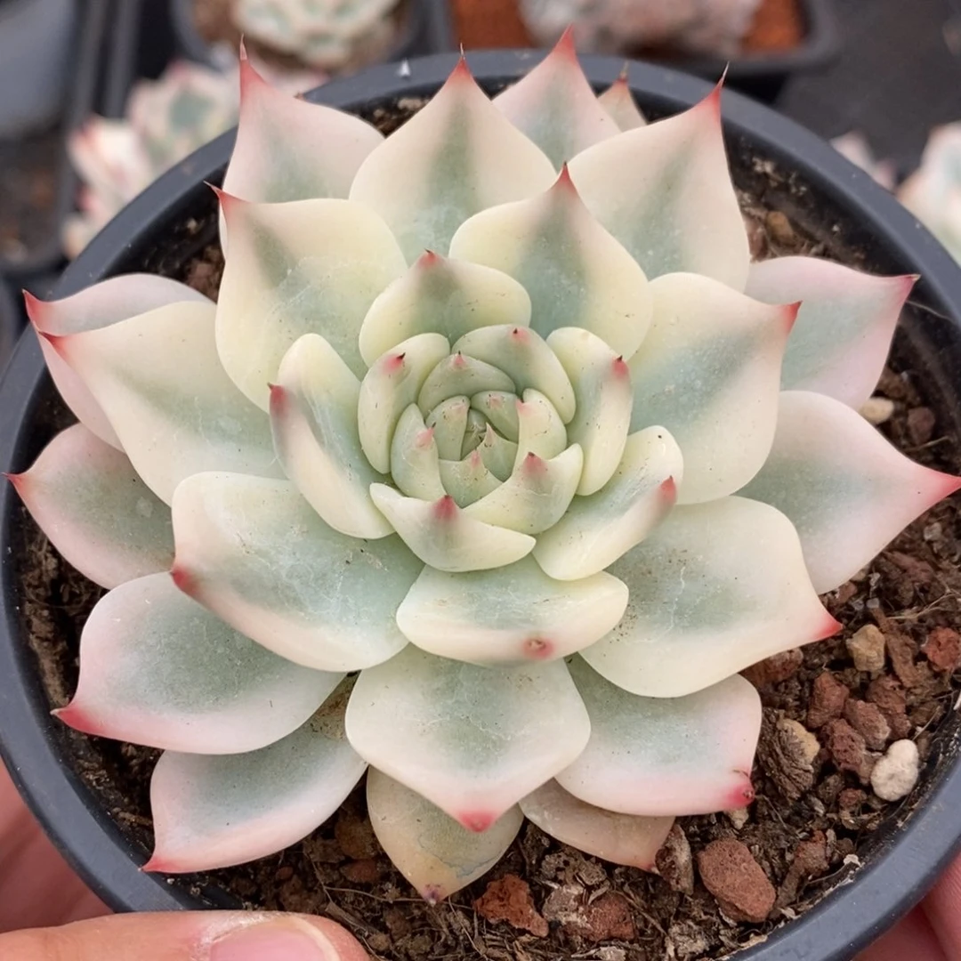 吉娃娃锦多肉植物541号