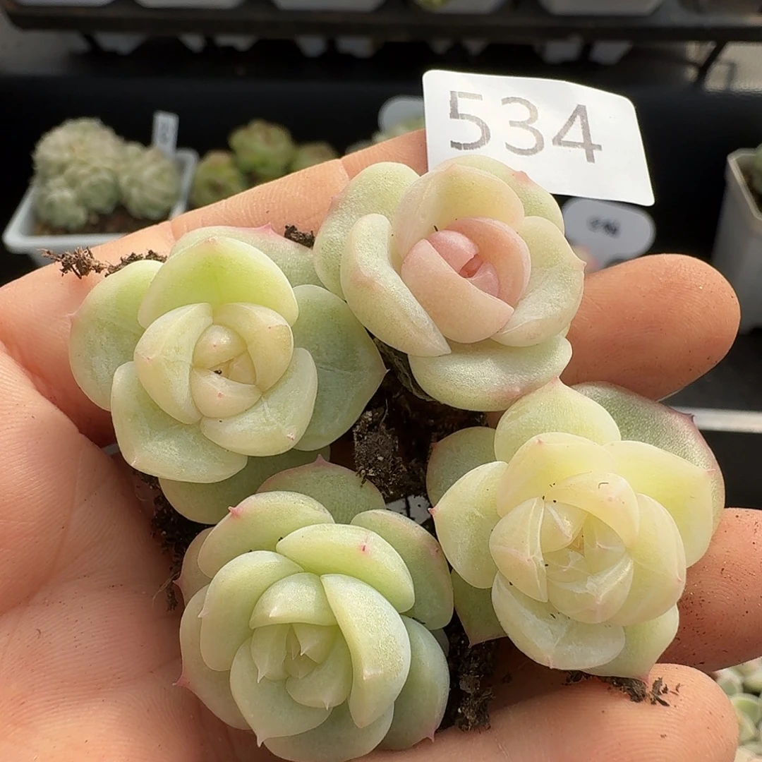 一物一拍一物一拍1213-534