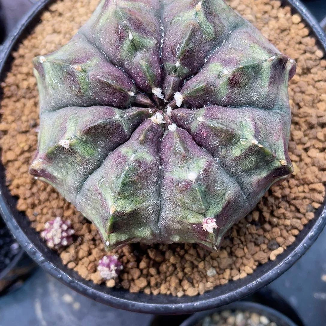 1-19梦想实生母本7厘米