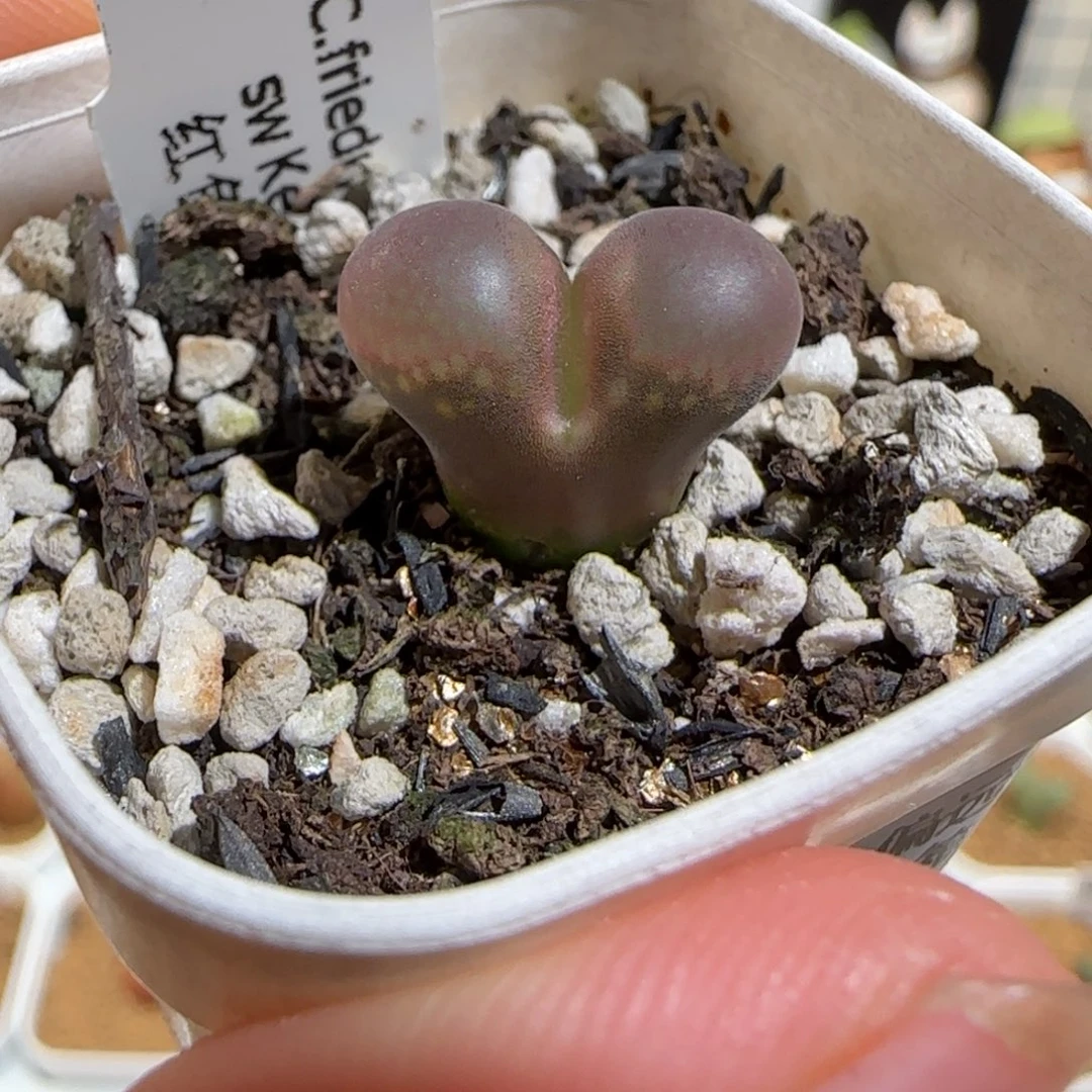 卢***余肉锥多肉植物组合-1440