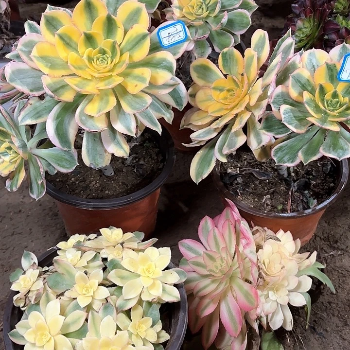 甜**麻多肉植物法师5颗97