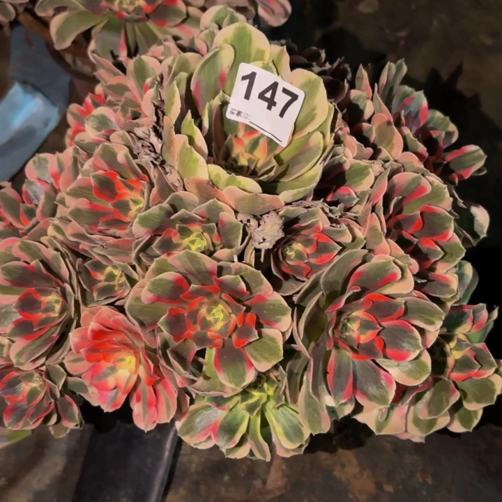 147青苹果多肉植物不售后