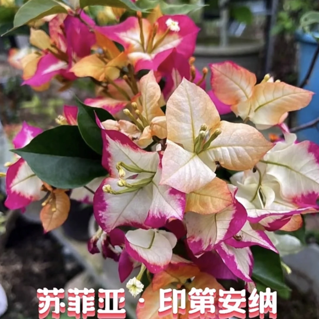 袋苗【苏菲亚】好喜花精品三角梅  【包对版】
