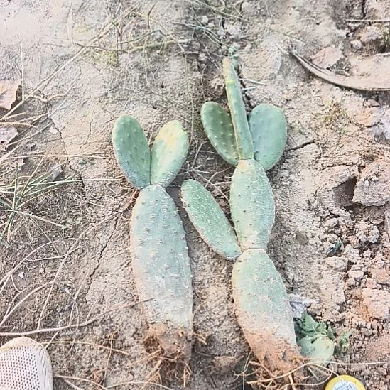 小***冉天鹅绒仙人掌两颗