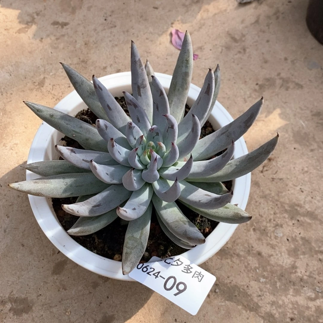 彩***花小七夕多肉魔爪09