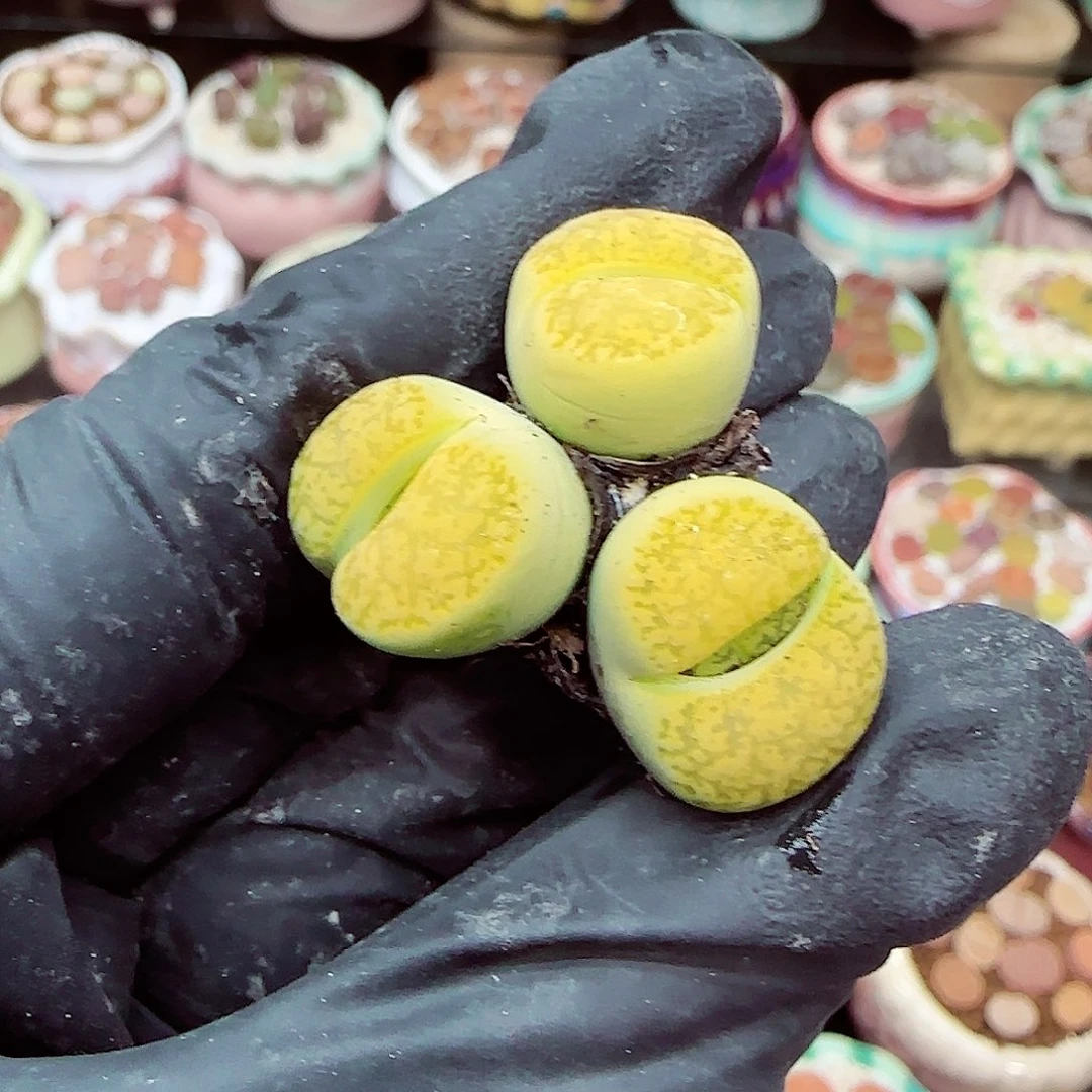 生石花满18包邮1218-38