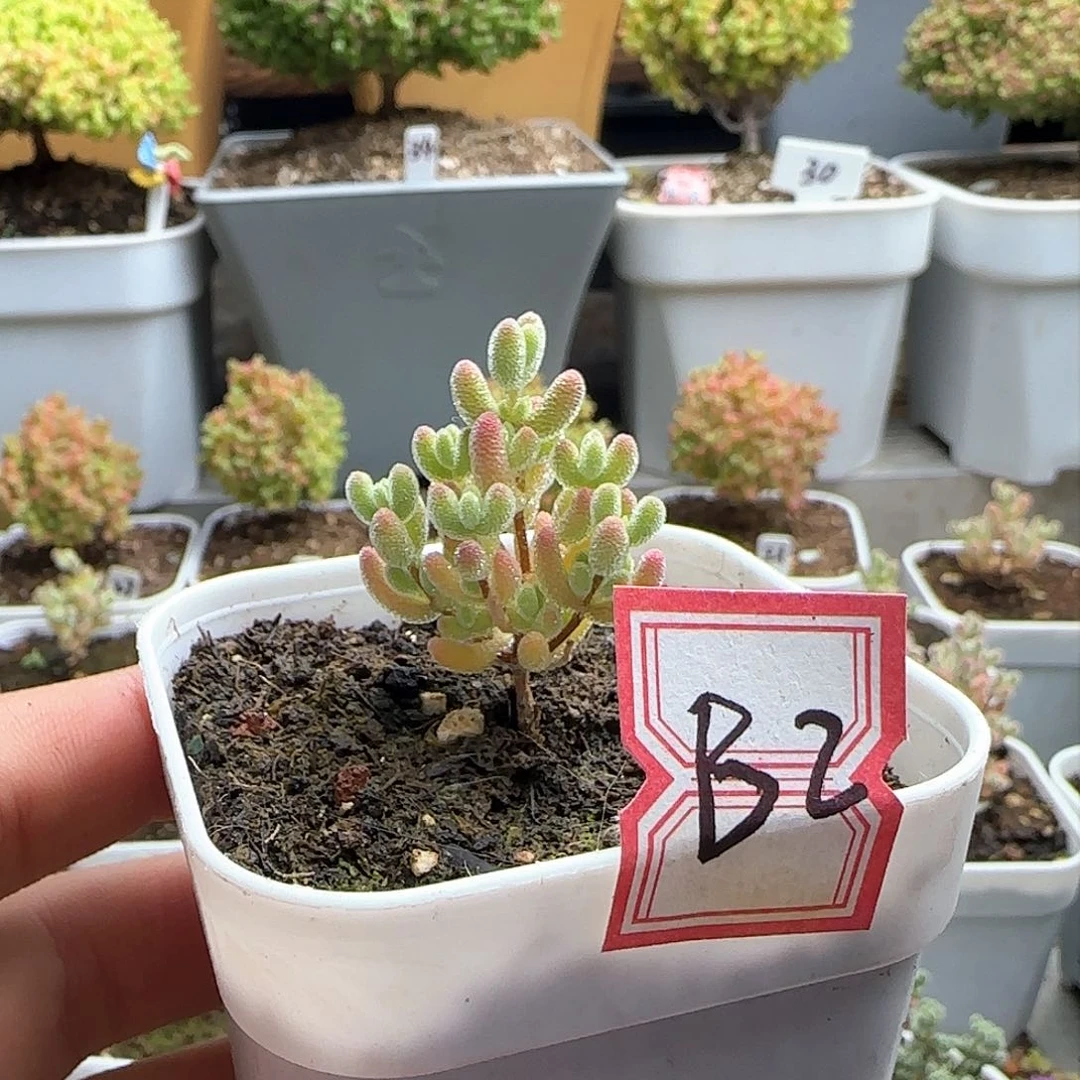 ୧****୨实生冰晶枝干番杏专拍