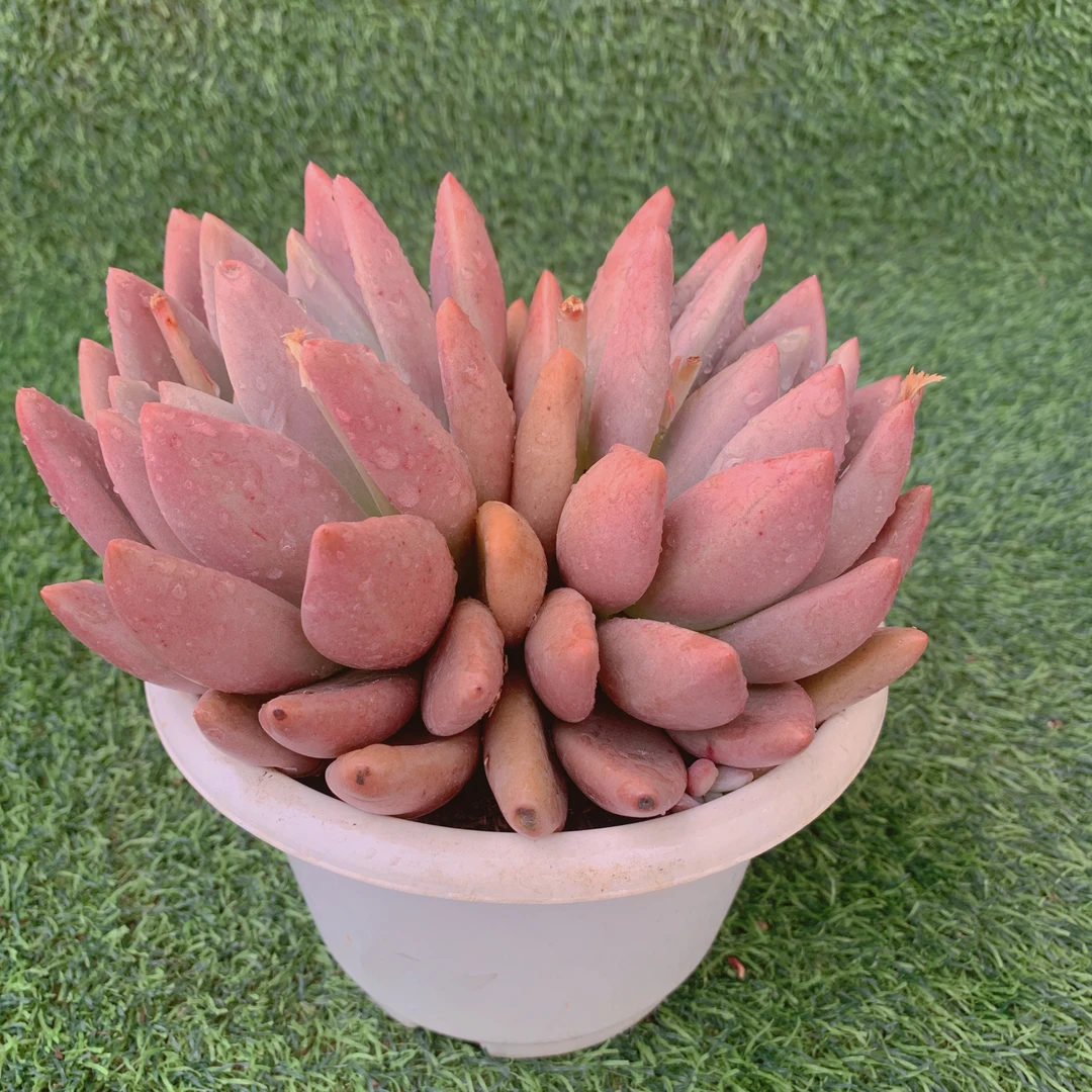 桃花源群 精品多肉 阳台盆栽 一单包邮