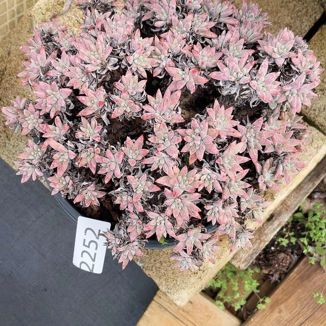 多*君白菊多头老桩2252