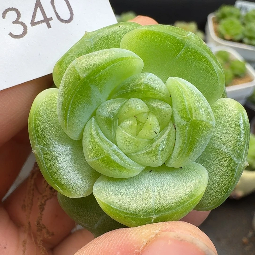 一物一拍一物一拍916-340