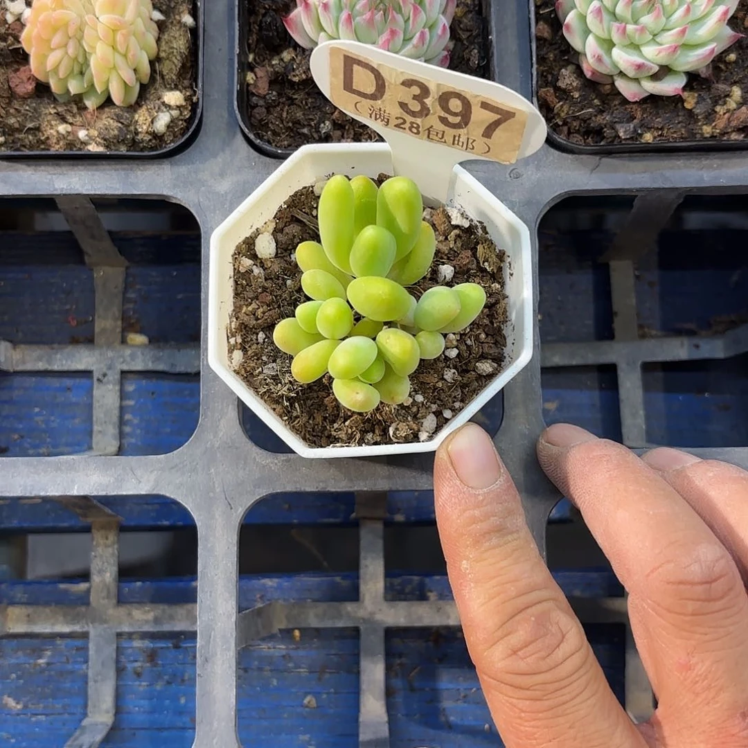 D397芒果奶一物一拍