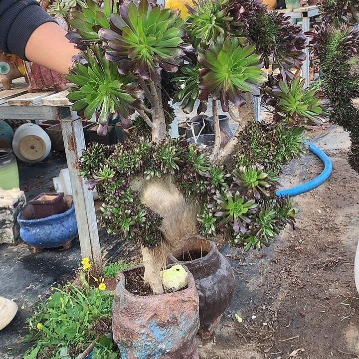 大黑搭配缀土与特出吗