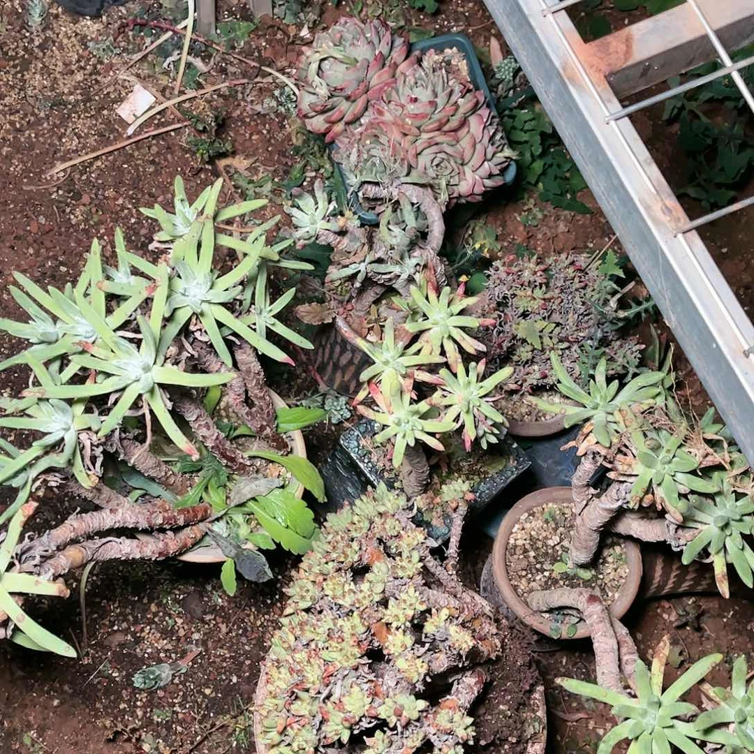 七盆运费多肉仙女杯