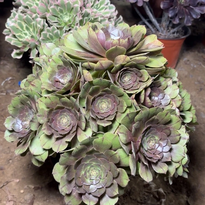 多肉植物法师万拉丝9