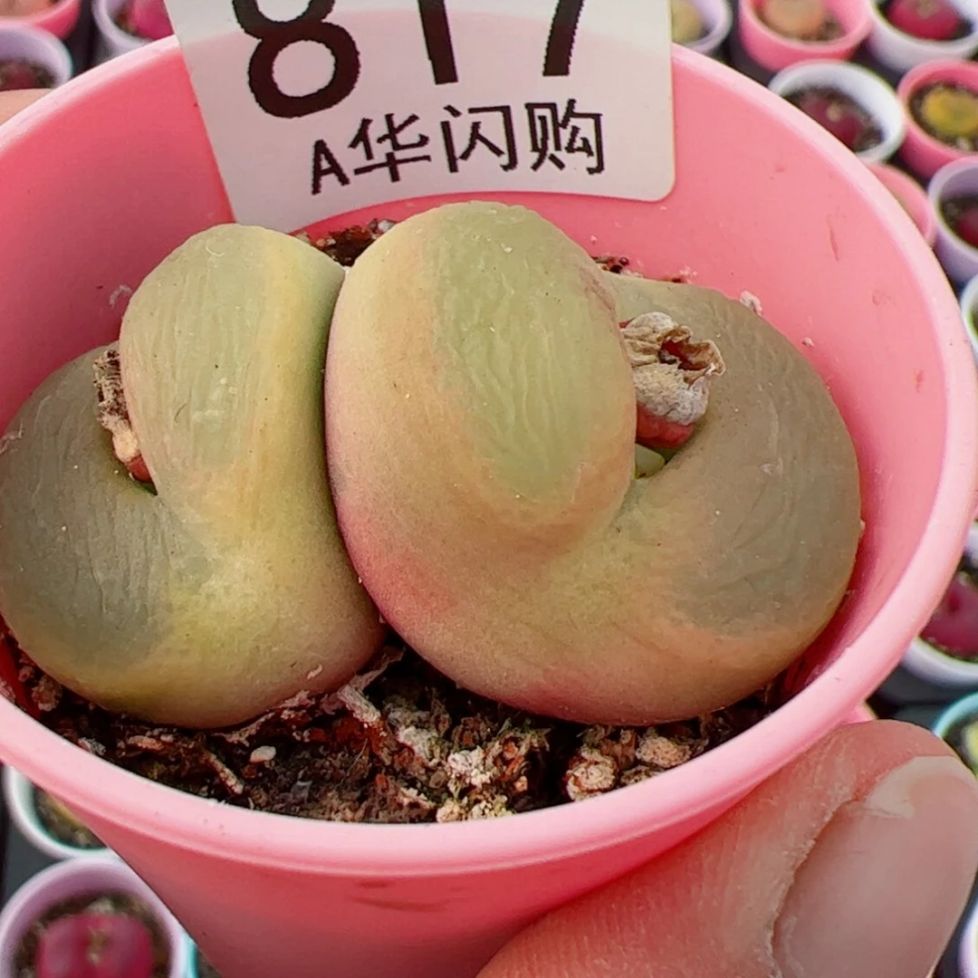 钮****花我很喜欢这个A817