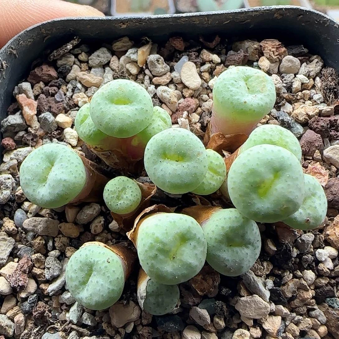 开播福利来啦41553