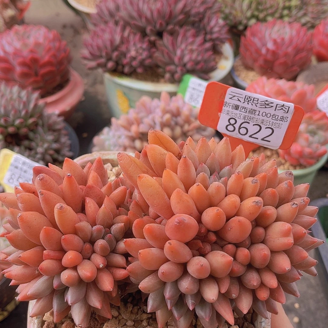 8622红蜻蜓多肉植物
