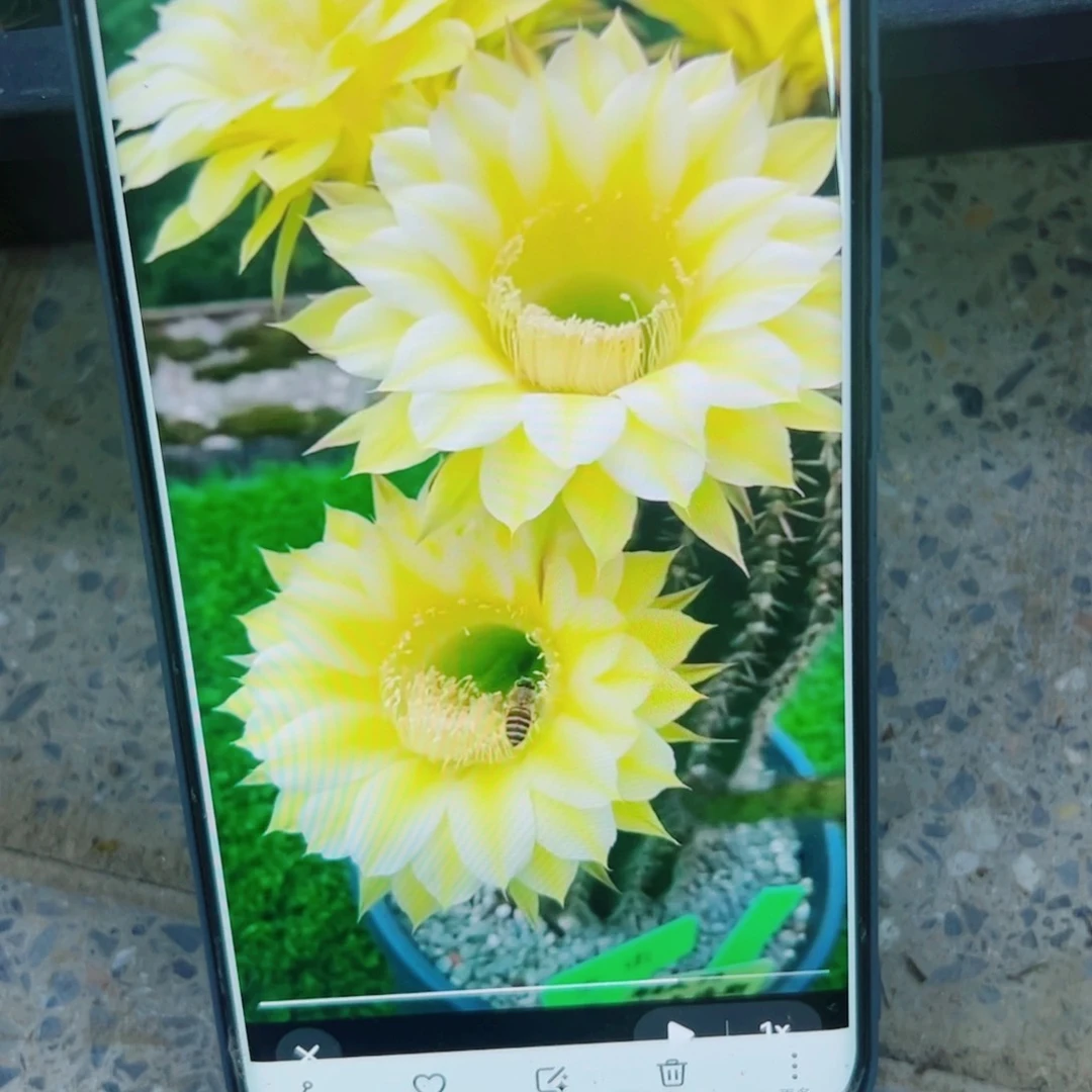 下31彩草一卡洛斯歪无根侧芽4公分左右20包邮