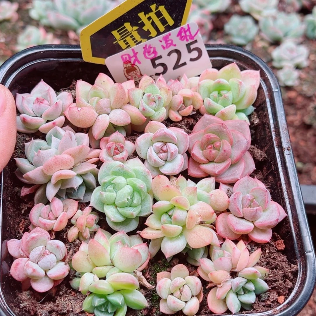 当前无花朵，栽培后可花朵