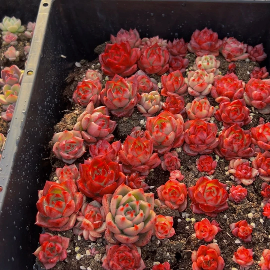 猫***娘357点点滴滴点点滴滴的点点滴滴