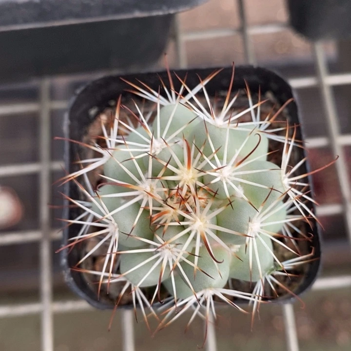 伯克利和格蕾特的故事也