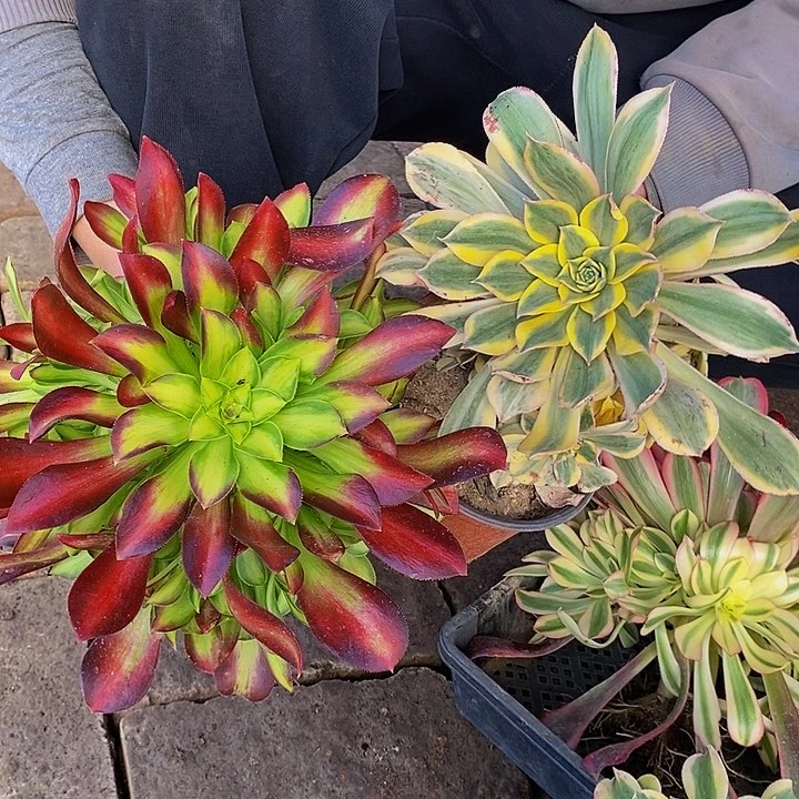 韶华多肉加灿烂多肉