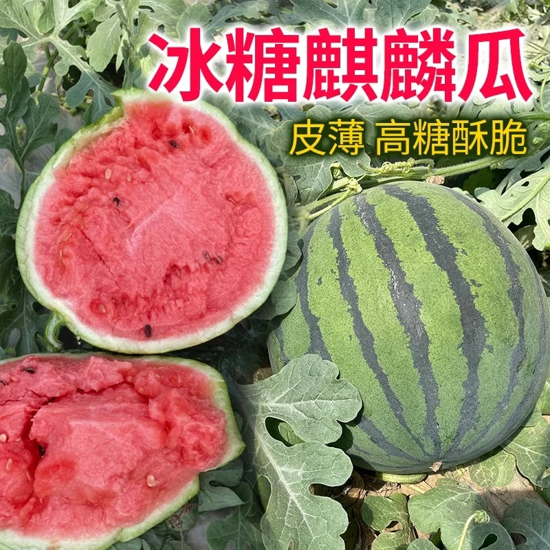 【满五包包邮】冰糖麒麟西瓜种籽盆栽四季种植甜西瓜苗甜瓜种子