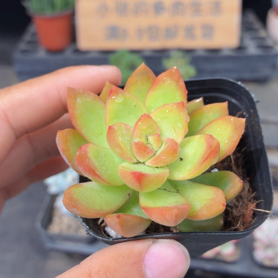 黄丽多肉9.9包邮发货