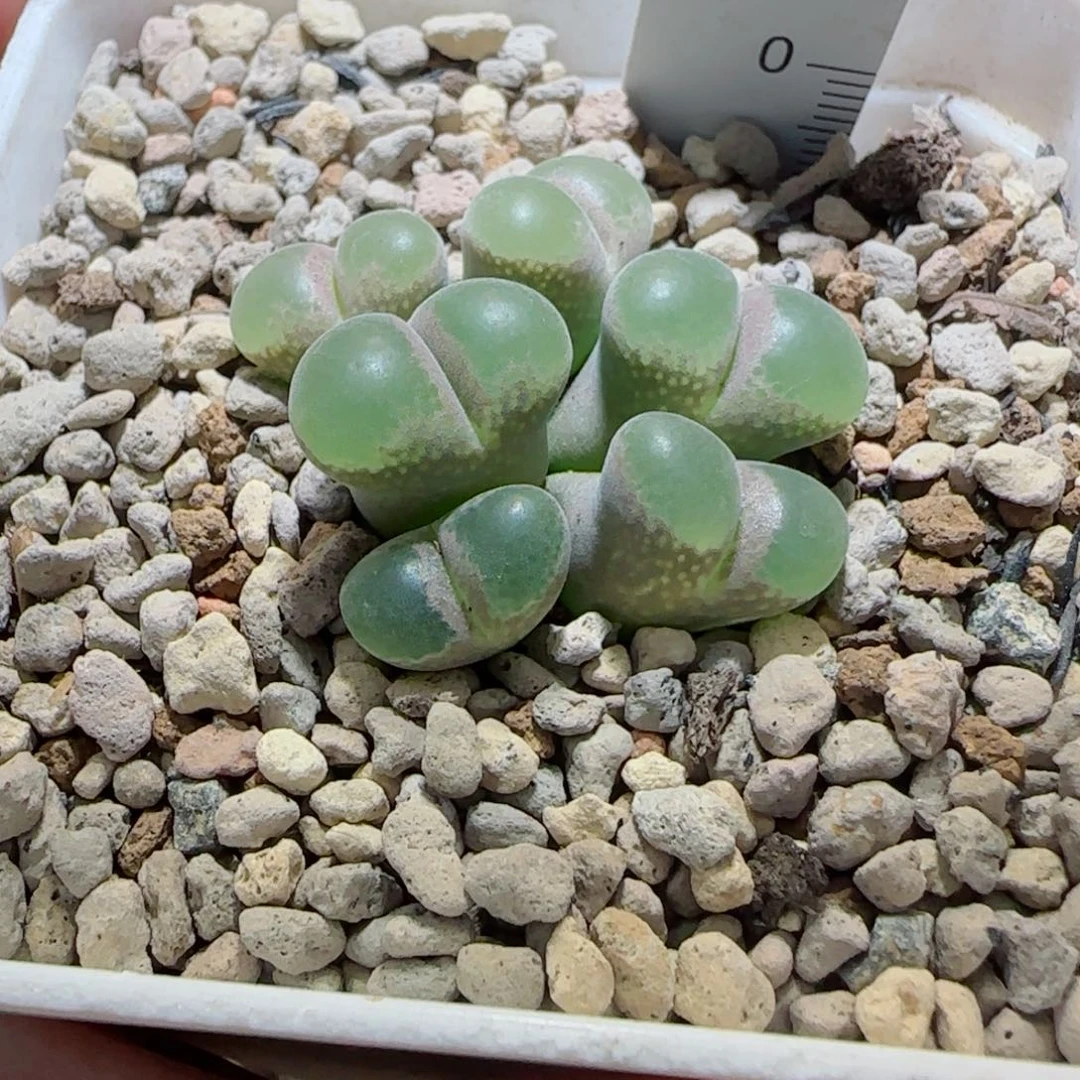 多肉植物青蛙超级熊猫23号