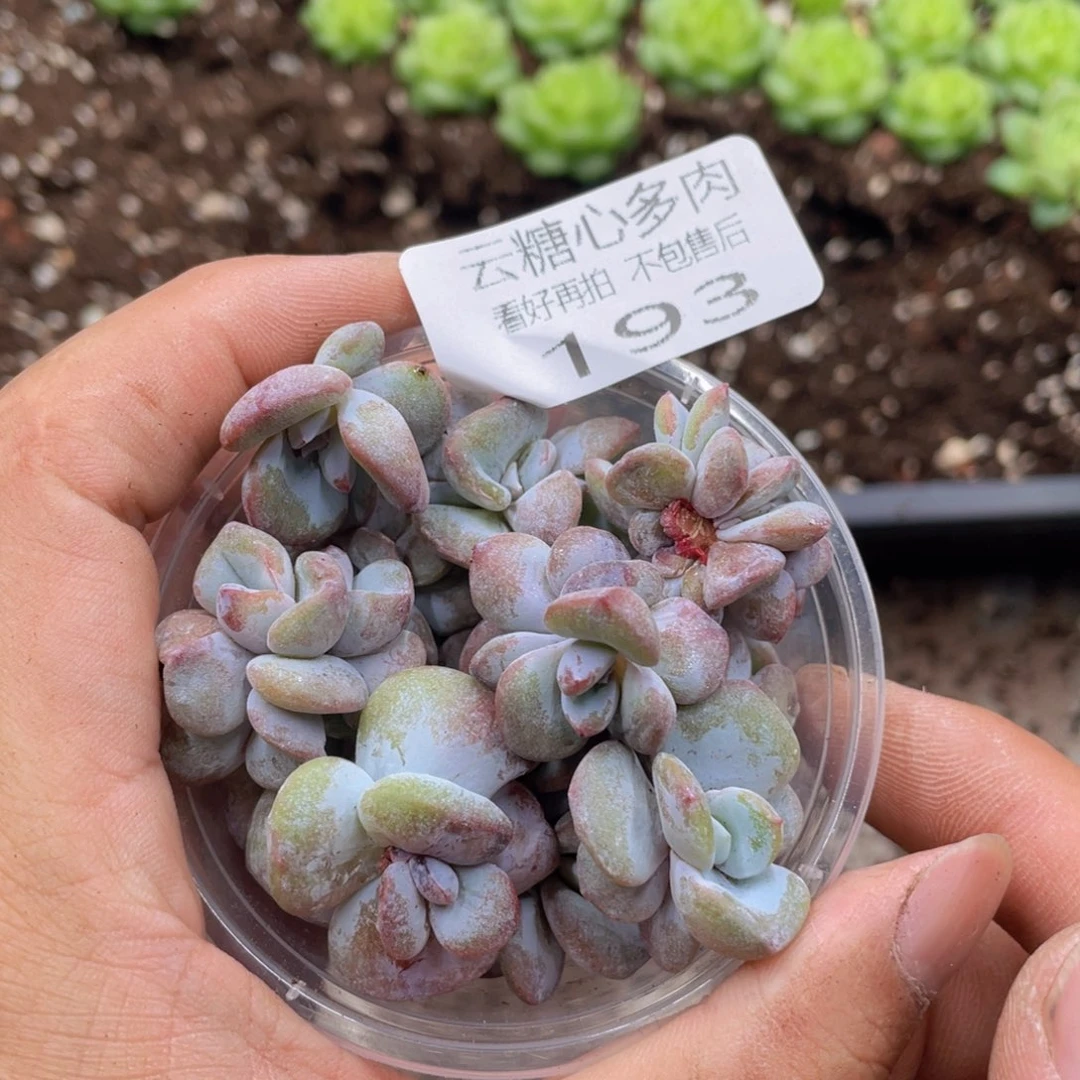 云糖心多肉植物193