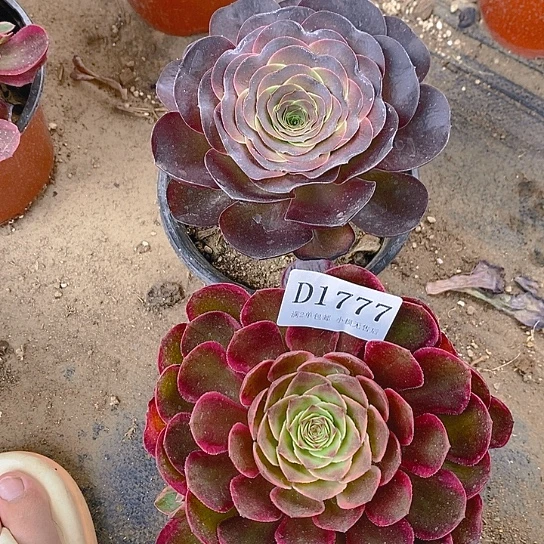 1777粉花妖魅金玫瑰多肉2颗