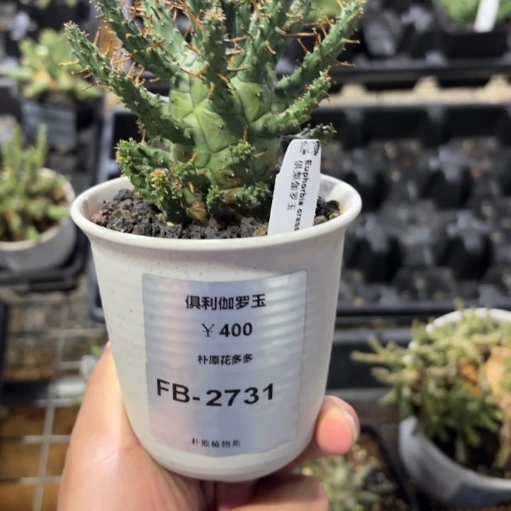 俱利迦罗玉FB-2731