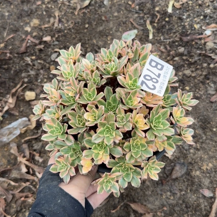 甜茶……多肉植物……