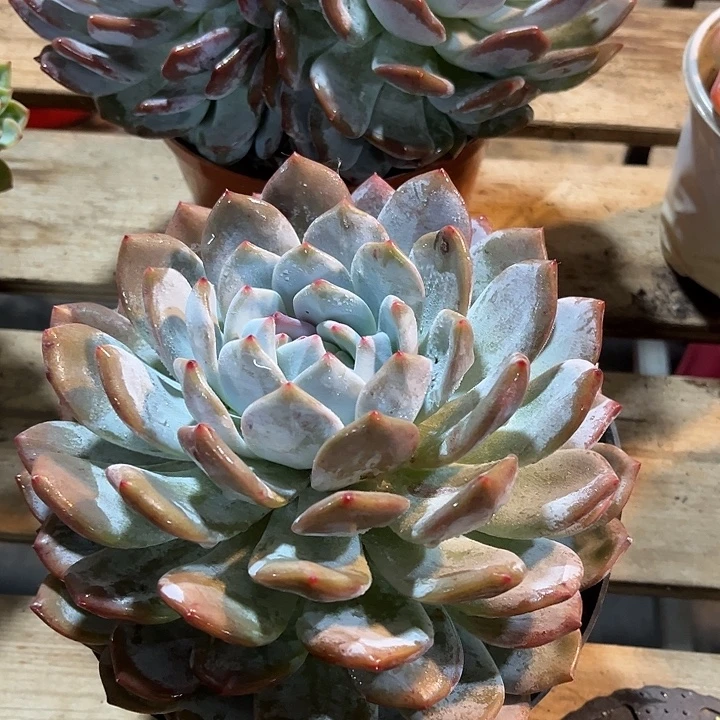 橙梦露 亿米多肉老桩