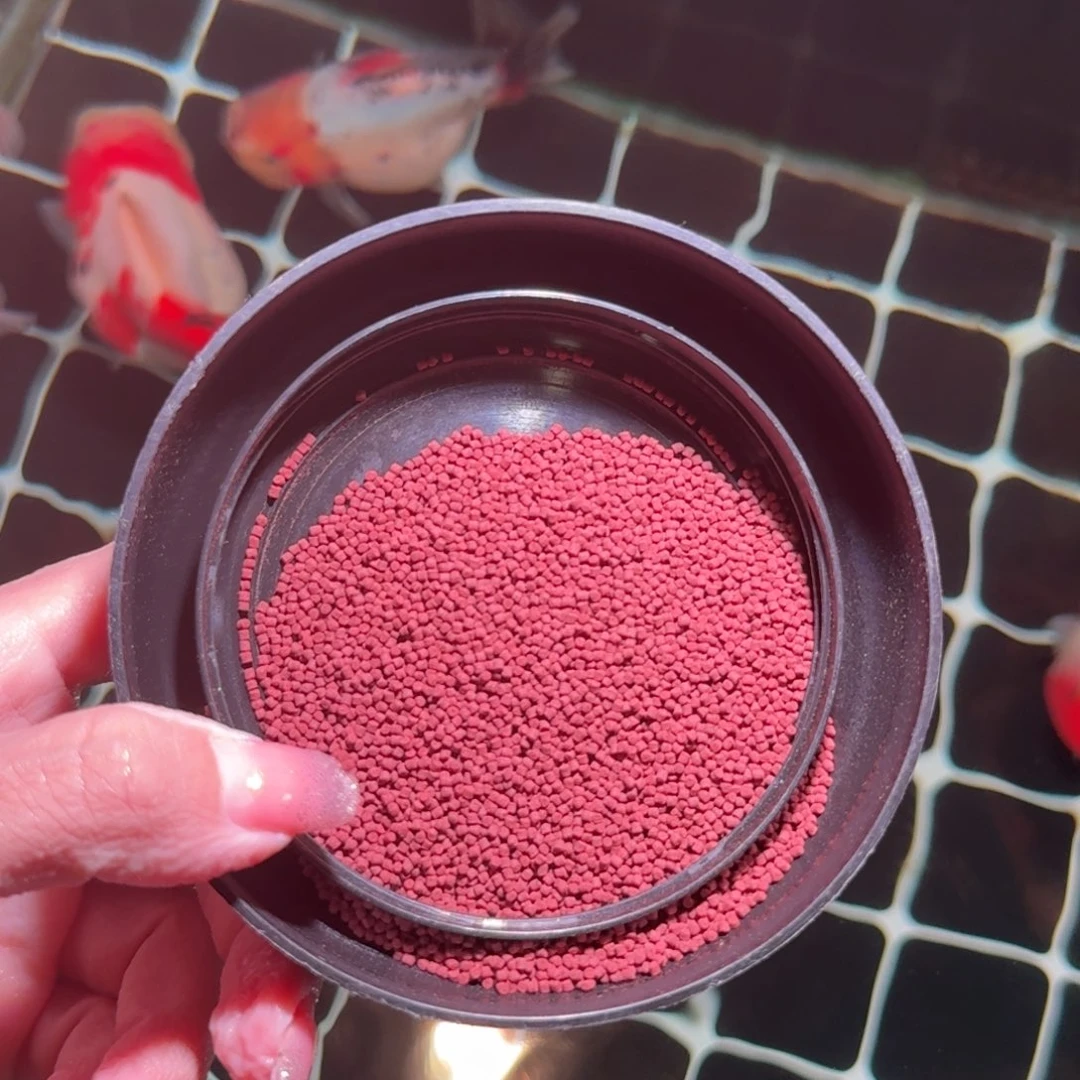 龙睛金鱼饲料饲料饲料