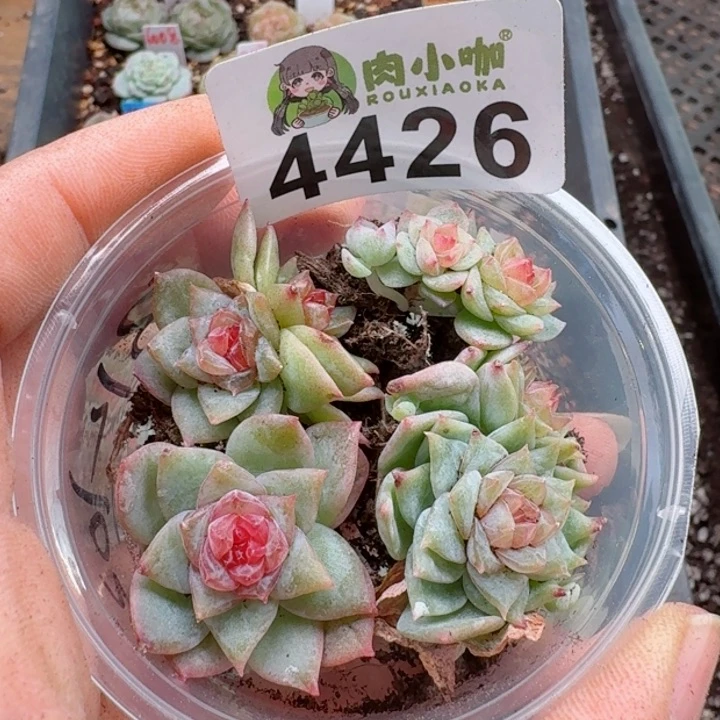 多肉植物多肉植物