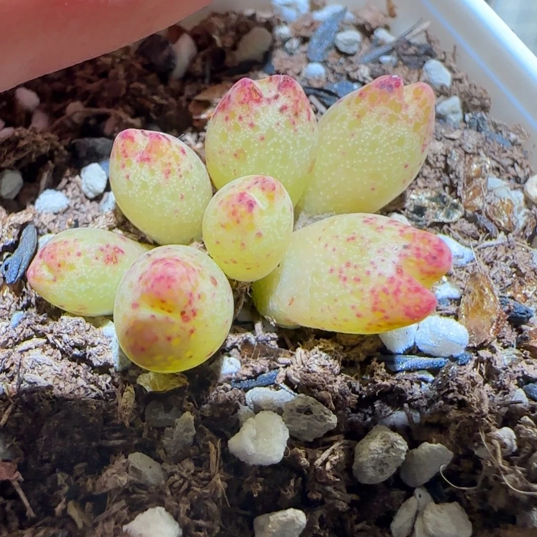 肉锥多肉植物百科-草莓斑马161