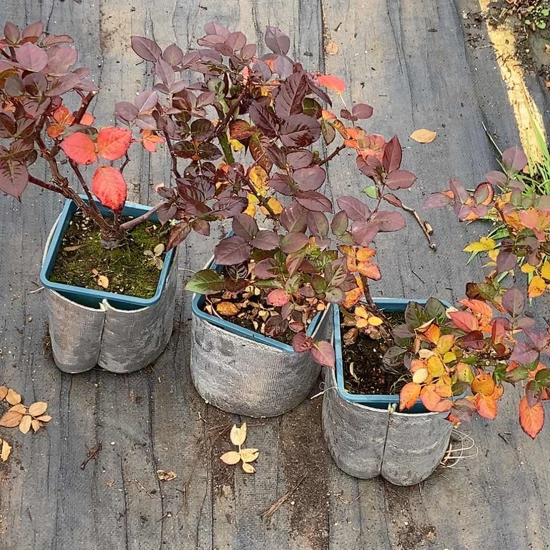 无花朵黑巴克根结一加仑原盆原土