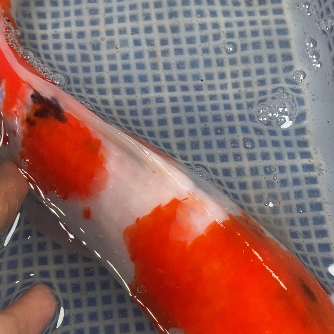 锦鲤冷水锦鲤包邮