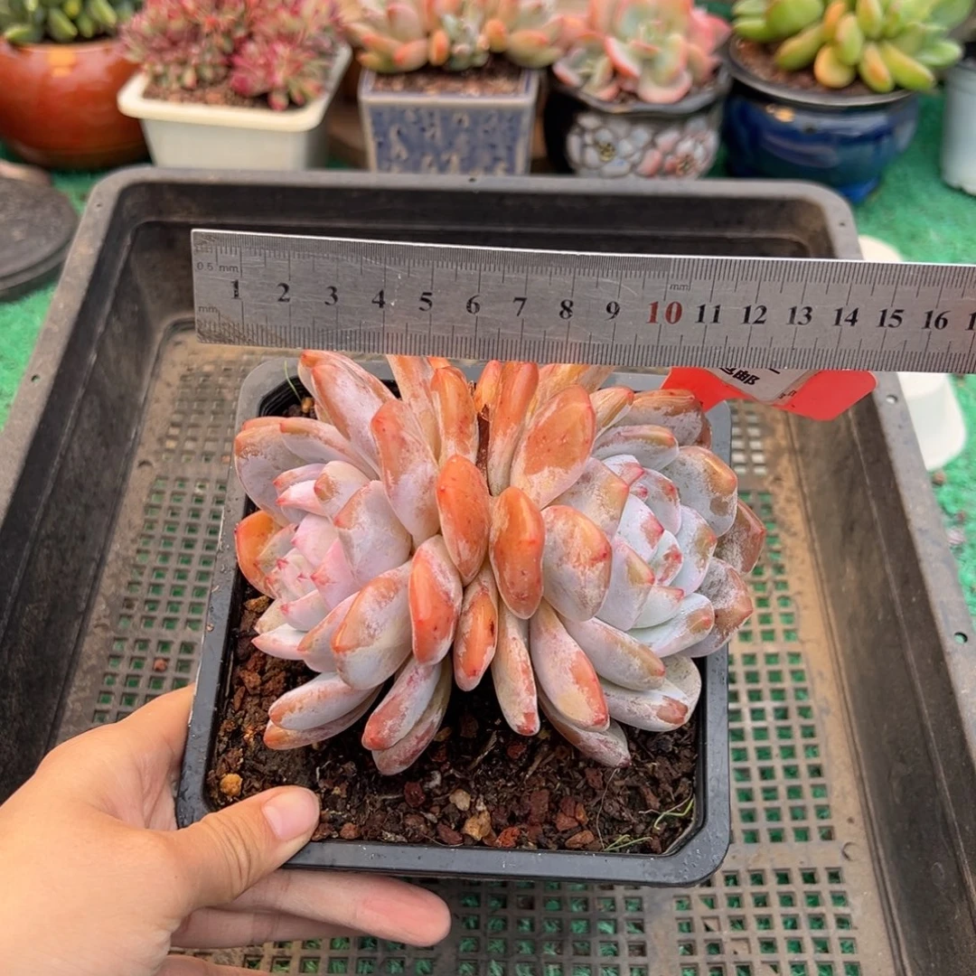 表妹精品多肉植物369.