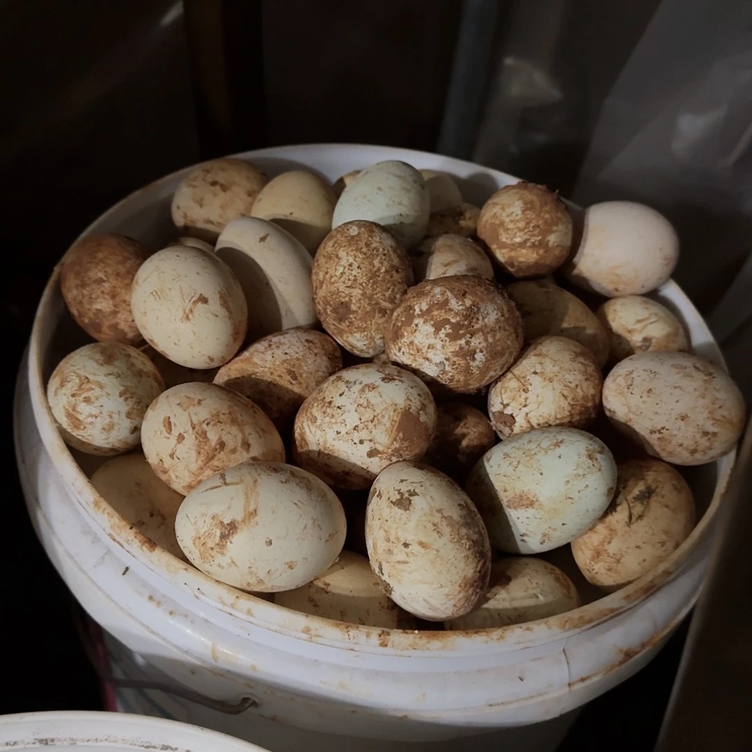 50个鸡蛋多肉植物