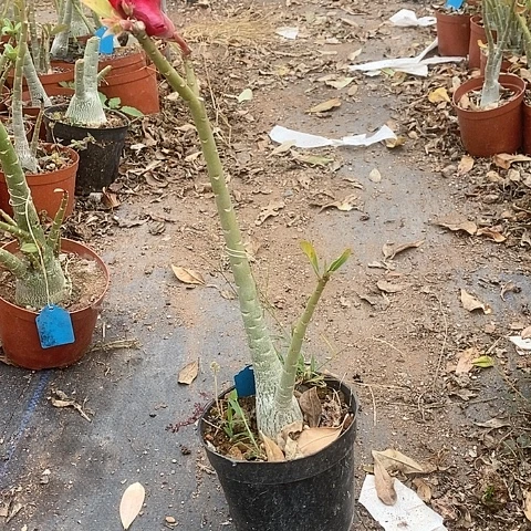 【闪购商品】阳***栽绿植