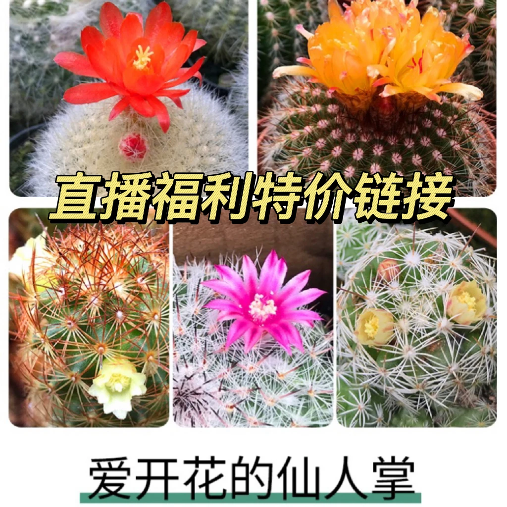 仙人球 直播链接【限时福利】