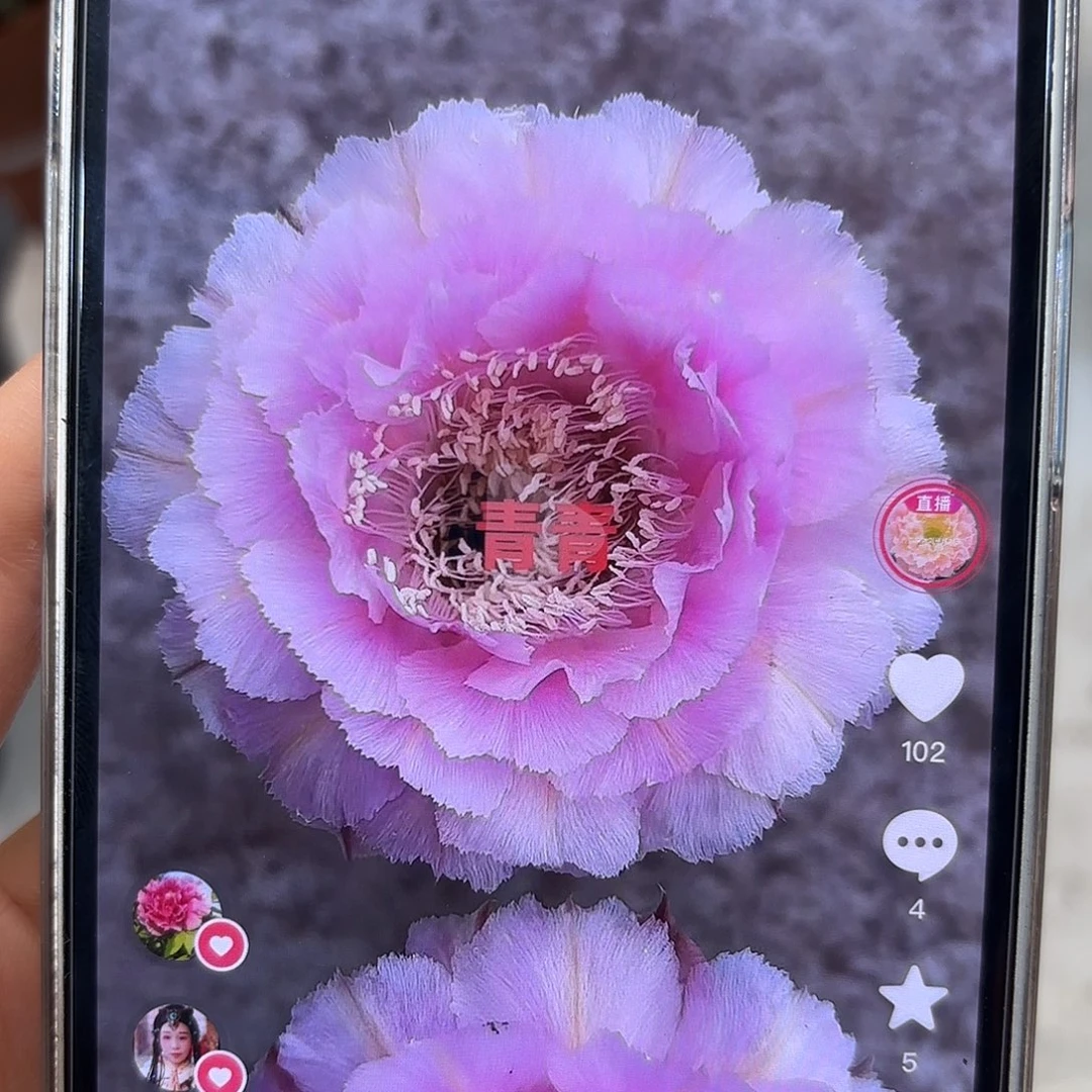 彩草桃花落侧牙4公分左右